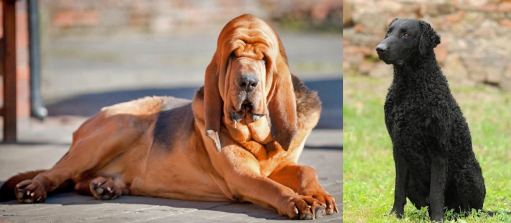 Curly Coated Retriever vs Bloodhound - Breed Comparison