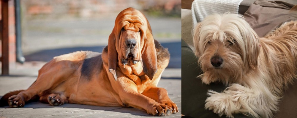 Cyprus Poodle vs Bloodhound - Breed Comparison