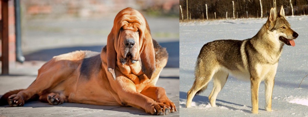 Czechoslovakian Wolfdog vs Bloodhound - Breed Comparison