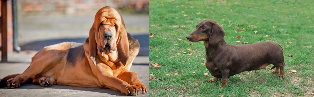 Dachshund vs Bloodhound - Breed Comparison