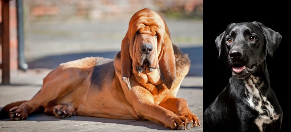 Dalmador vs Bloodhound - Breed Comparison