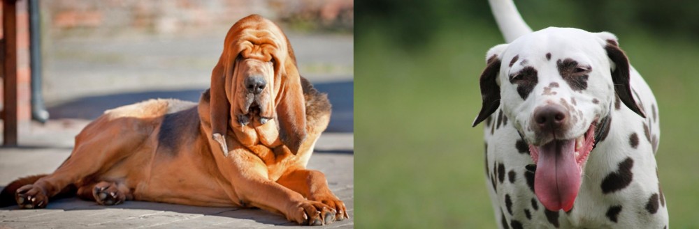 Dalmatian vs Bloodhound - Breed Comparison