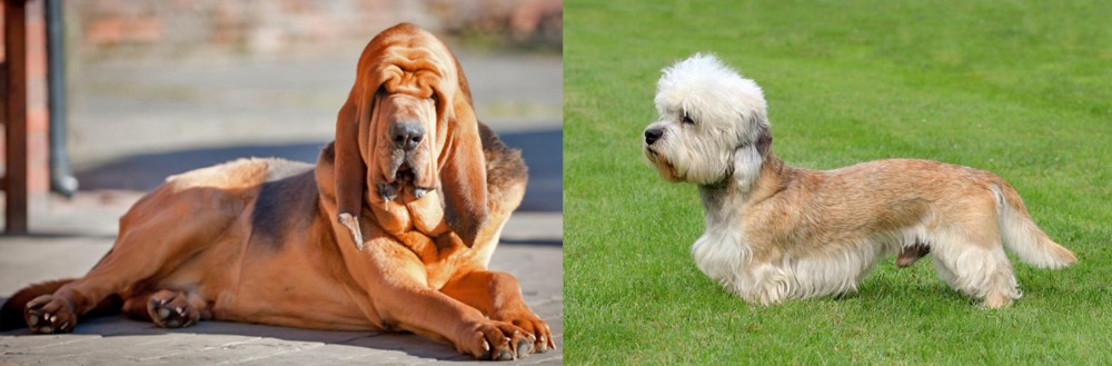 Dandie Dinmont Terrier vs Bloodhound - Breed Comparison