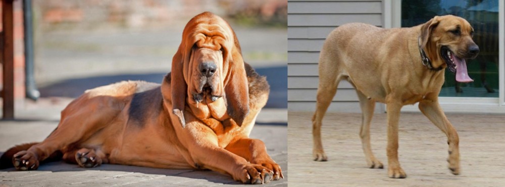 Danish Broholmer vs Bloodhound - Breed Comparison