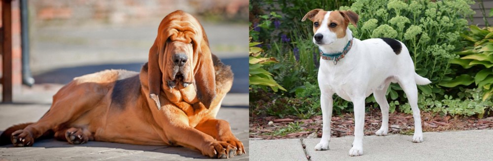 Danish Swedish Farmdog vs Bloodhound - Breed Comparison