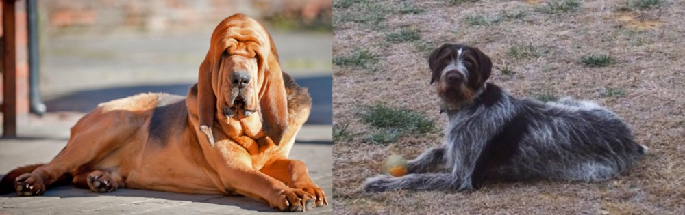 Deutsch Drahthaar vs Bloodhound - Breed Comparison