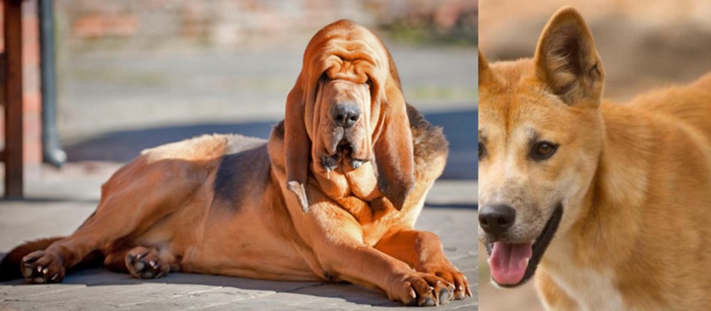 Dingo vs Bloodhound - Breed Comparison