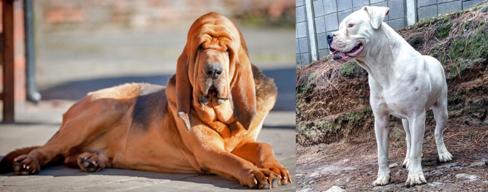 Dogo Guatemalteco vs Bloodhound - Breed Comparison