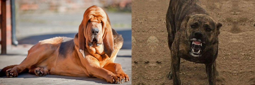 Dogo Sardesco vs Bloodhound - Breed Comparison
