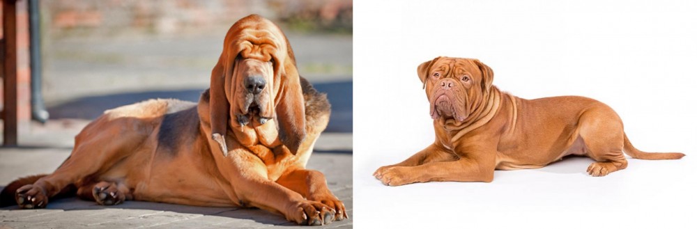 Dogue De Bordeaux vs Bloodhound - Breed Comparison