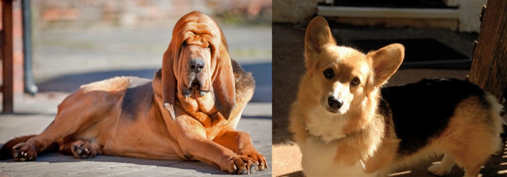 Dorgi vs Bloodhound - Breed Comparison