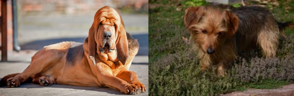 Dorkie vs Bloodhound - Breed Comparison