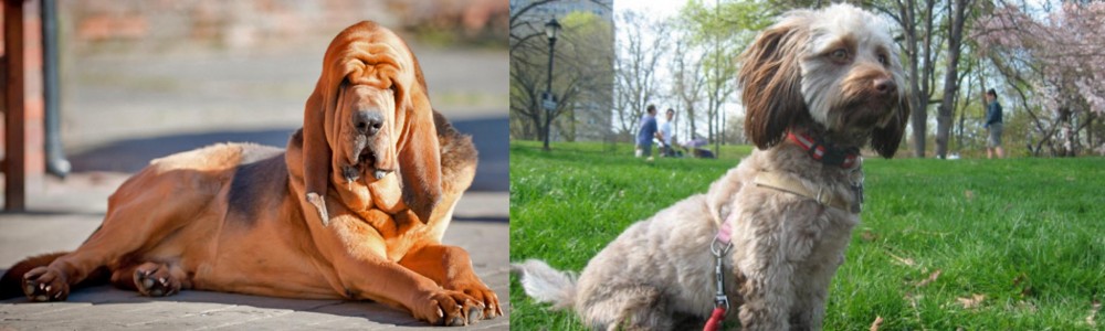 Doxiepoo vs Bloodhound - Breed Comparison