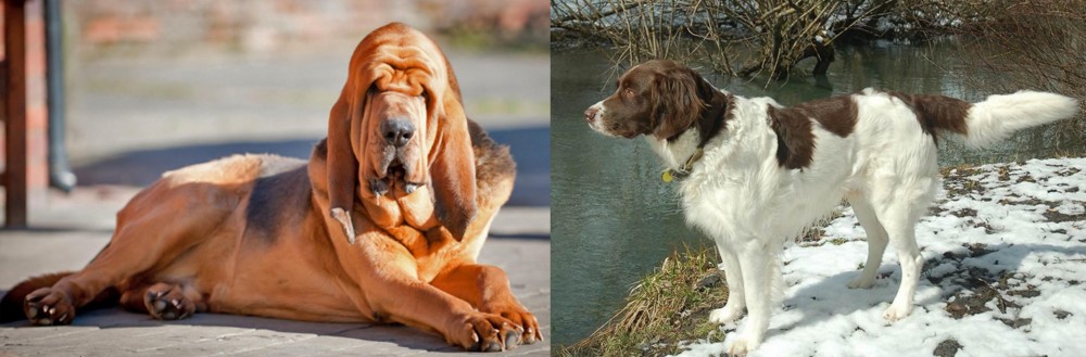 Drentse Patrijshond vs Bloodhound - Breed Comparison