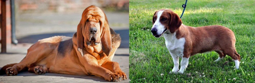 Drever vs Bloodhound - Breed Comparison