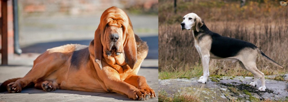 Dunker vs Bloodhound - Breed Comparison