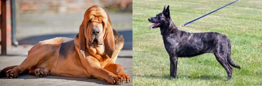 Dutch Shepherd vs Bloodhound - Breed Comparison