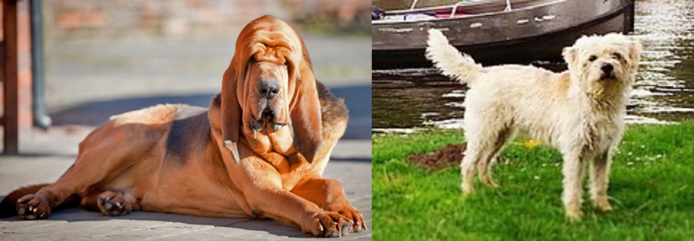 Dutch Smoushond vs Bloodhound - Breed Comparison