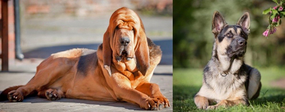 East European Shepherd vs Bloodhound - Breed Comparison
