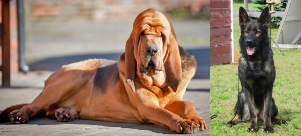 East German Shepherd vs Bloodhound - Breed Comparison