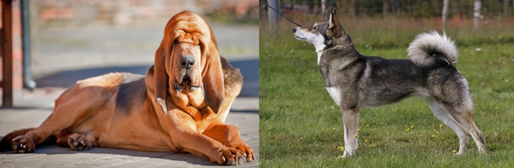 East Siberian Laika vs Bloodhound - Breed Comparison