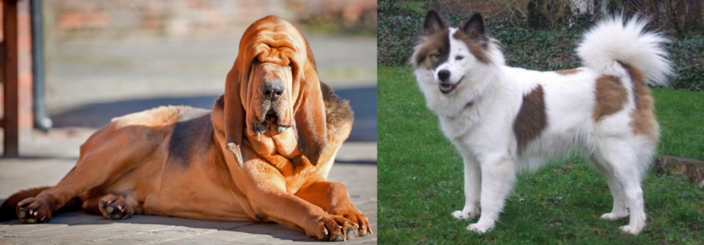 Elo vs Bloodhound - Breed Comparison