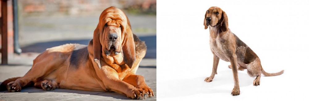 English Coonhound vs Bloodhound - Breed Comparison