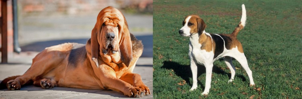 English Foxhound vs Bloodhound - Breed Comparison