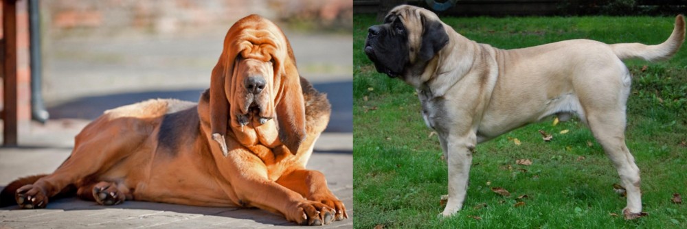 English Mastiff vs Bloodhound - Breed Comparison