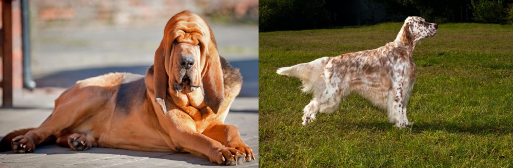 English Setter vs Bloodhound - Breed Comparison