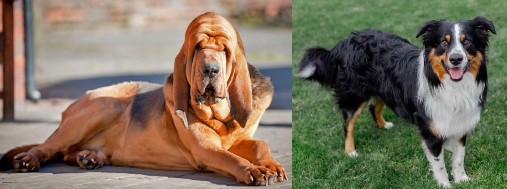 English Shepherd vs Bloodhound - Breed Comparison