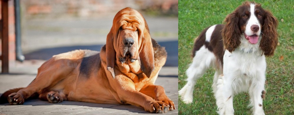 English Springer Spaniel vs Bloodhound - Breed Comparison