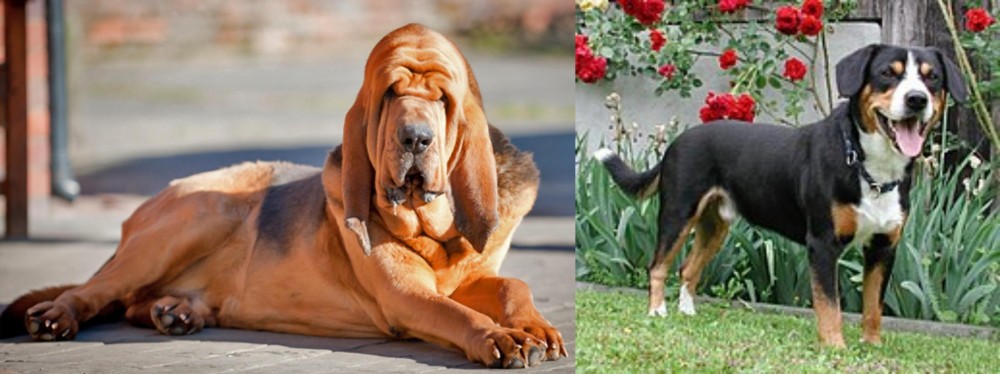 Entlebucher Mountain Dog vs Bloodhound - Breed Comparison