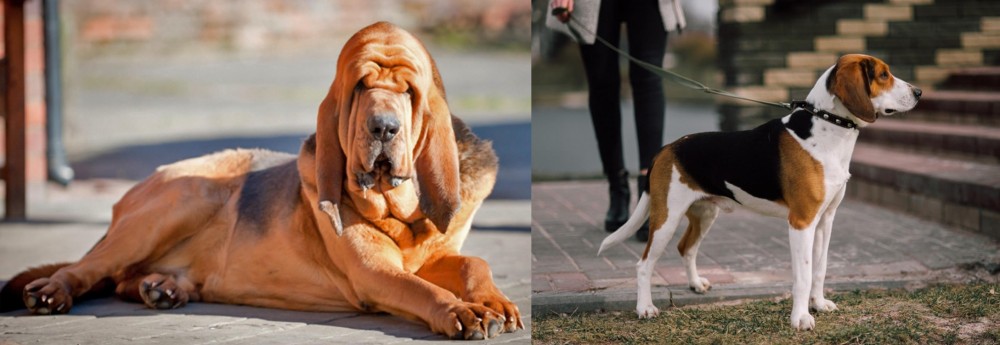 Estonian Hound vs Bloodhound - Breed Comparison