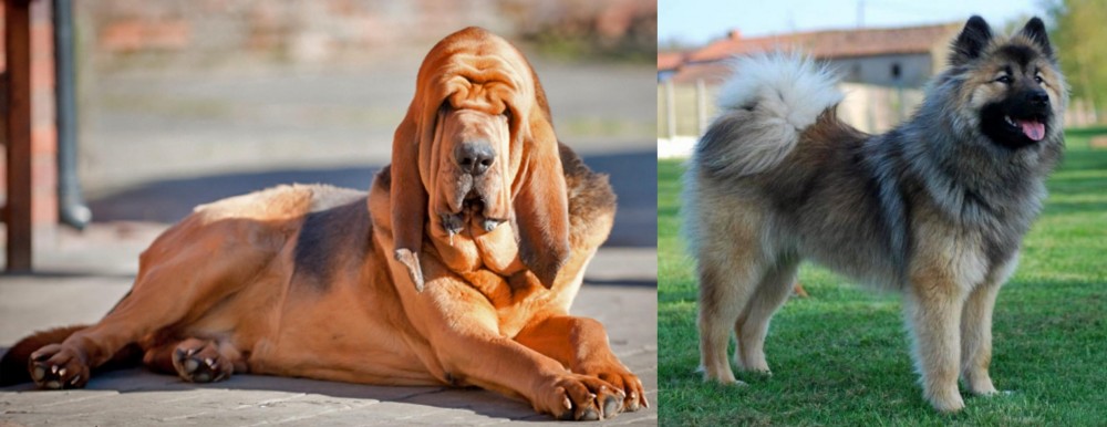 Eurasier vs Bloodhound - Breed Comparison