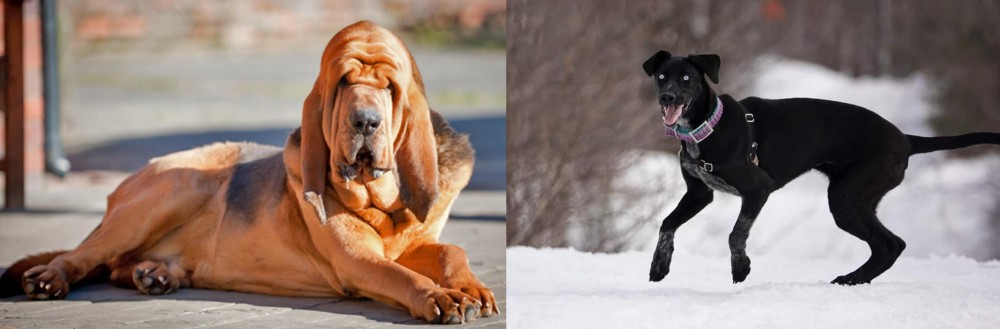 Eurohound vs Bloodhound - Breed Comparison