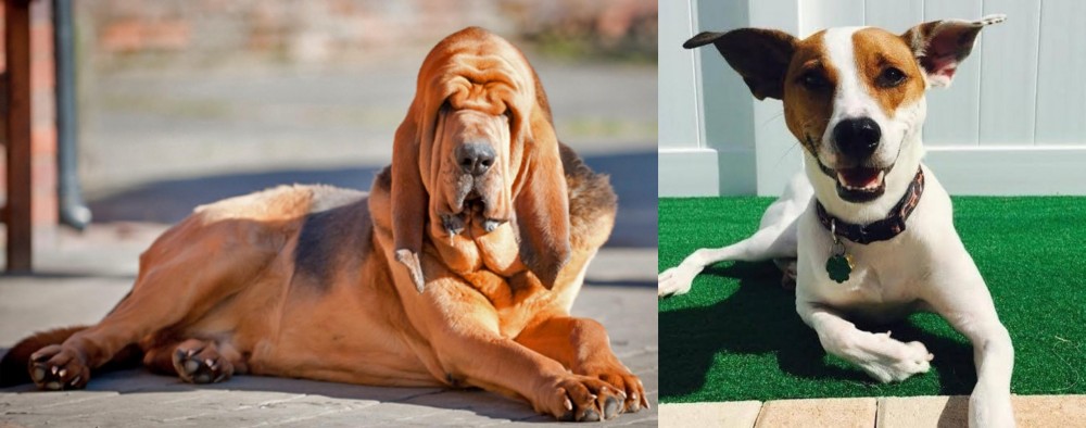 Feist vs Bloodhound - Breed Comparison