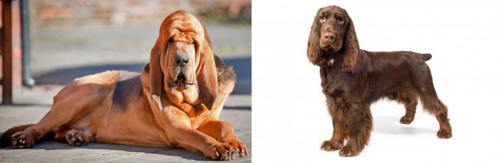 Field Spaniel vs Bloodhound - Breed Comparison