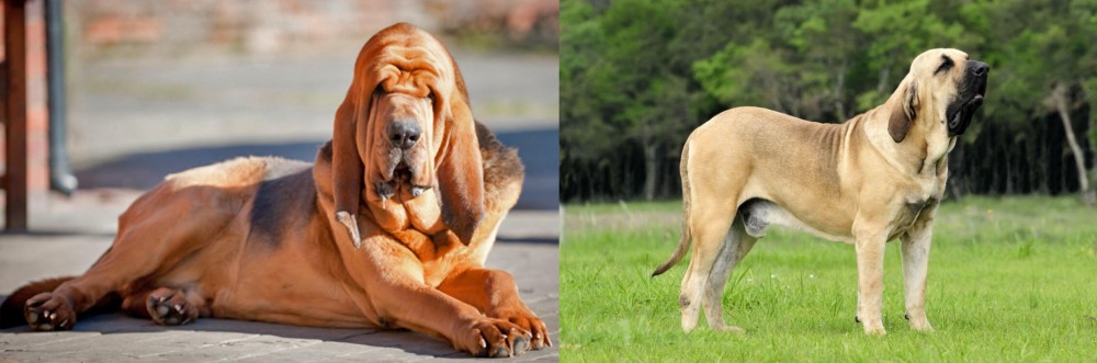 Fila Brasileiro vs Bloodhound - Breed Comparison