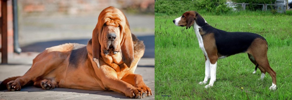 Finnish Hound vs Bloodhound - Breed Comparison