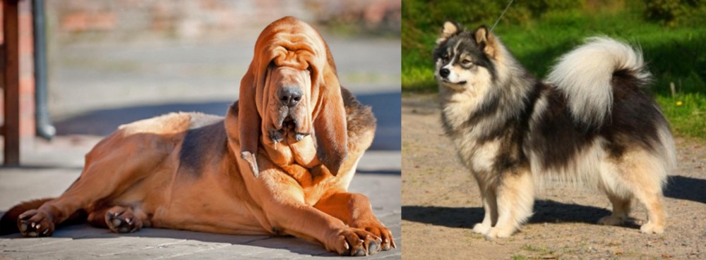 Finnish Lapphund vs Bloodhound - Breed Comparison