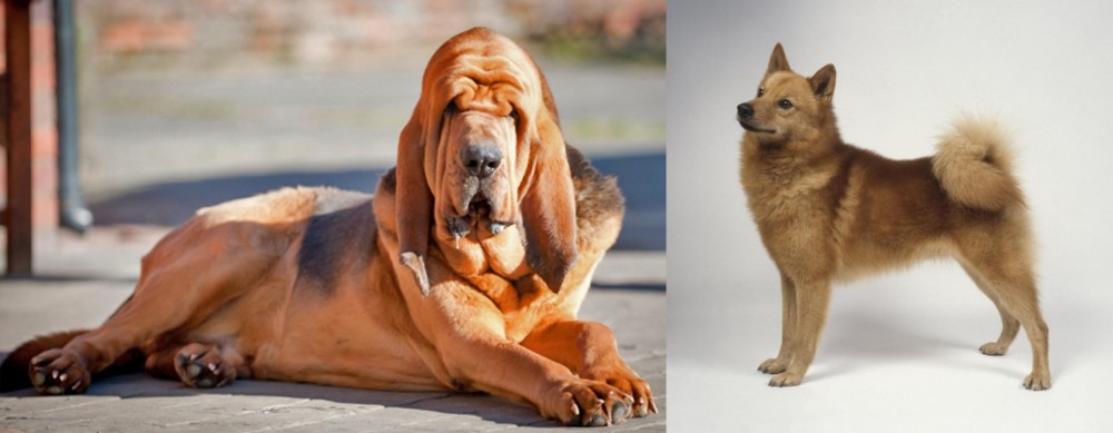 Finnish Spitz vs Bloodhound - Breed Comparison