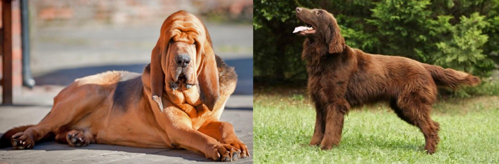 Flat-Coated Retriever vs Bloodhound - Breed Comparison
