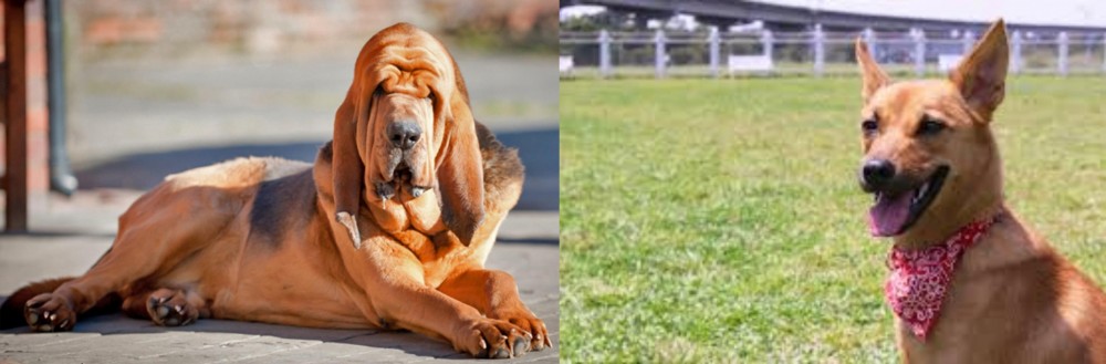 Formosan Mountain Dog vs Bloodhound - Breed Comparison
