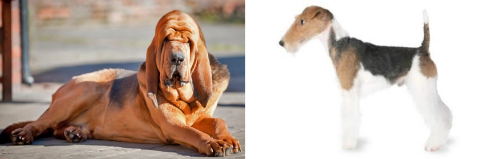 Fox Terrier vs Bloodhound - Breed Comparison