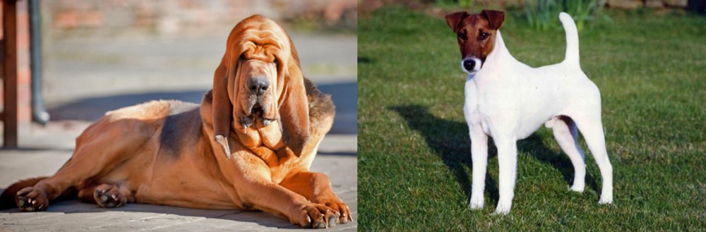 Fox Terrier (Smooth) vs Bloodhound - Breed Comparison