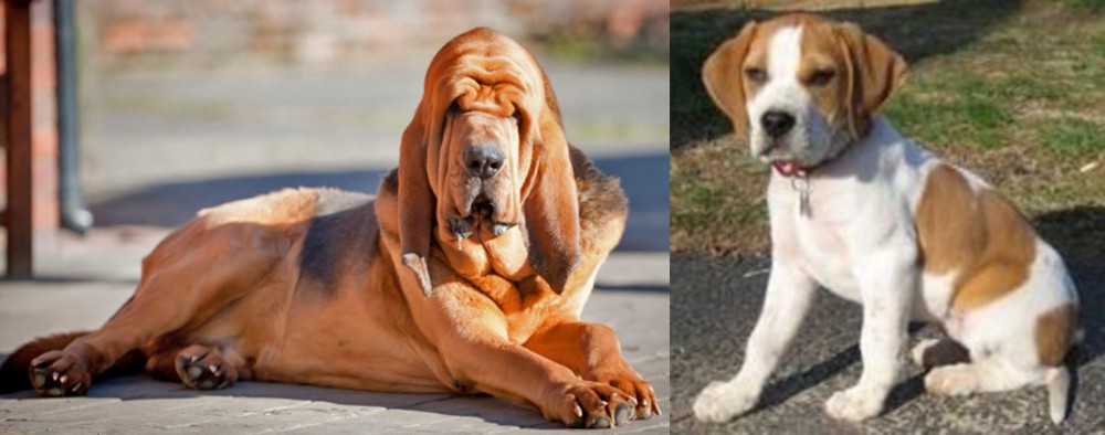 Francais Blanc et Orange vs Bloodhound - Breed Comparison
