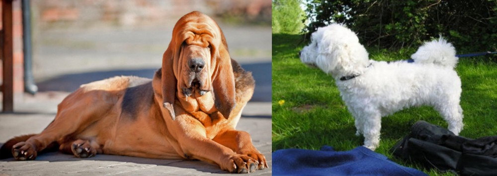 Franzuskaya Bolonka vs Bloodhound - Breed Comparison