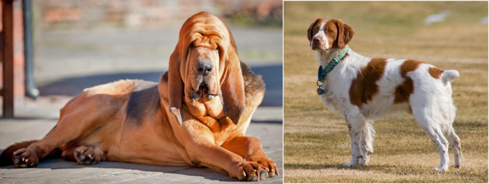 French Brittany vs Bloodhound - Breed Comparison