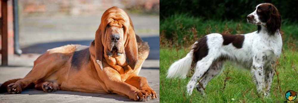French Spaniel vs Bloodhound - Breed Comparison